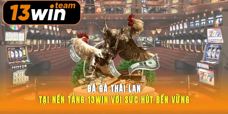 Đá Gà Thái Lan Tại Nền Tảng 13win Với Sức Hút Bền Vững