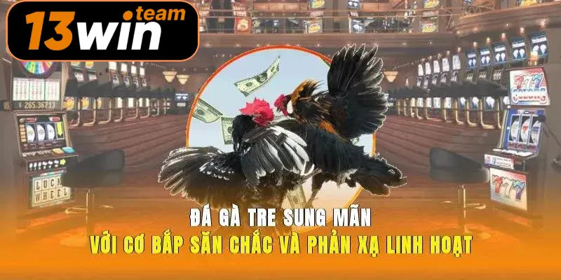 Đá gà tre sung mãn với cơ bắp săn chắc và phản xạ linh hoạt