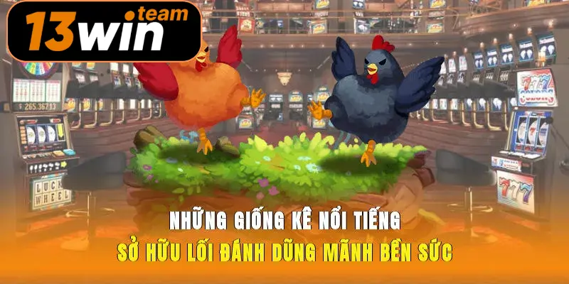 Những giống kê nổi tiếng sở hữu lối đánh dũng mãnh bền sức.